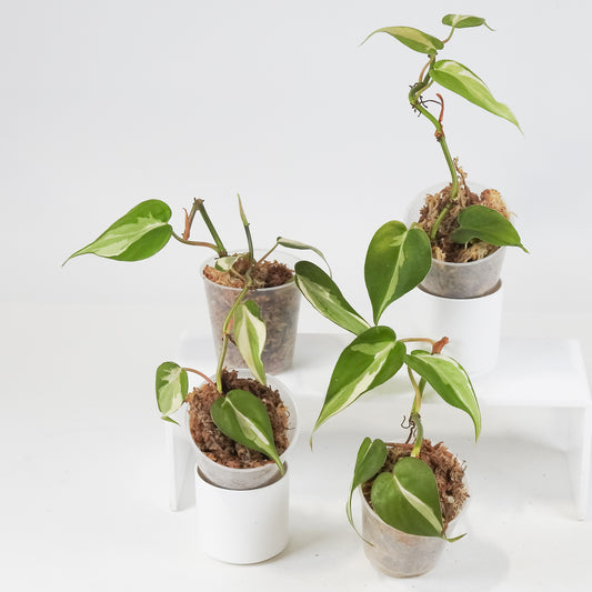 Philodendron Rio (Gabriella Plants Original) *Growers Choice*