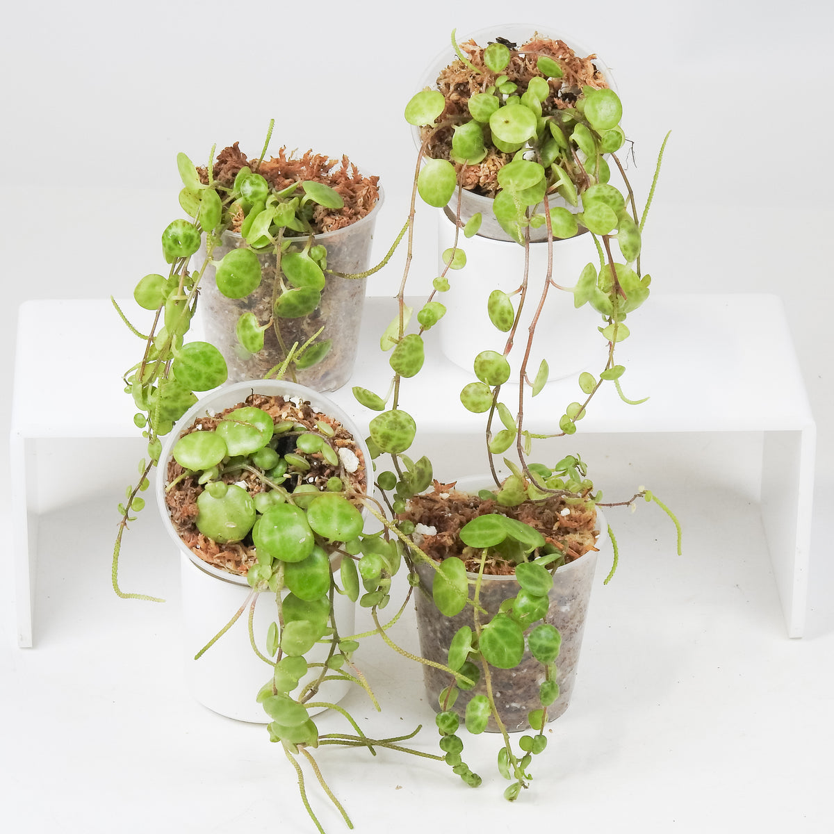Peperomia Prostrata 'String of Turtles' *Growers Choice*