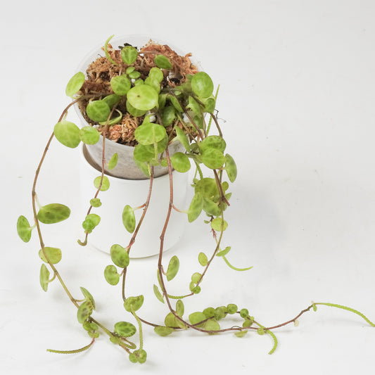 Peperomia Prostrata 'String of Turtles' *Growers Choice*