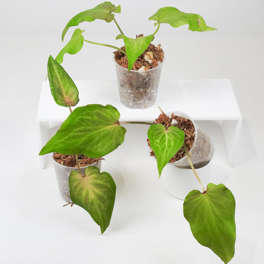 Caladium 'Sky Sunset' *Growers Choice*