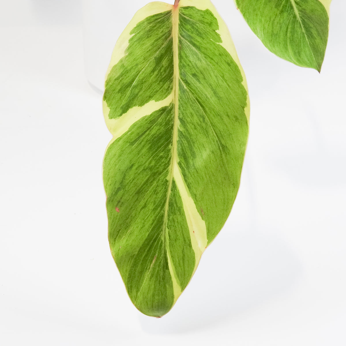 Philodendron 'Shady Lady' (3805)