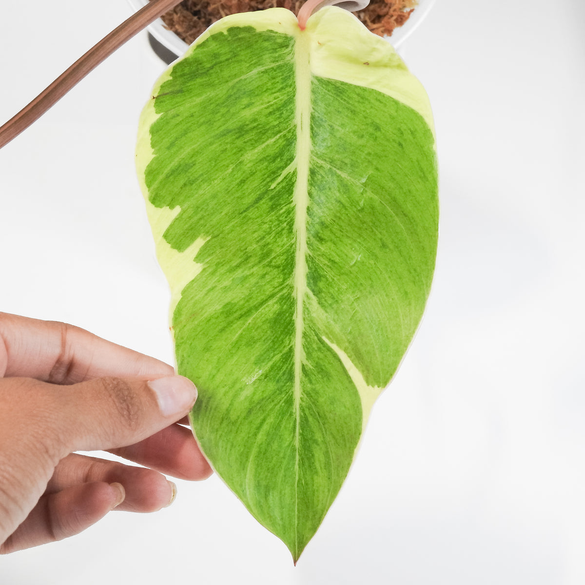 Philodendron 'Shady Lady' (3805)
