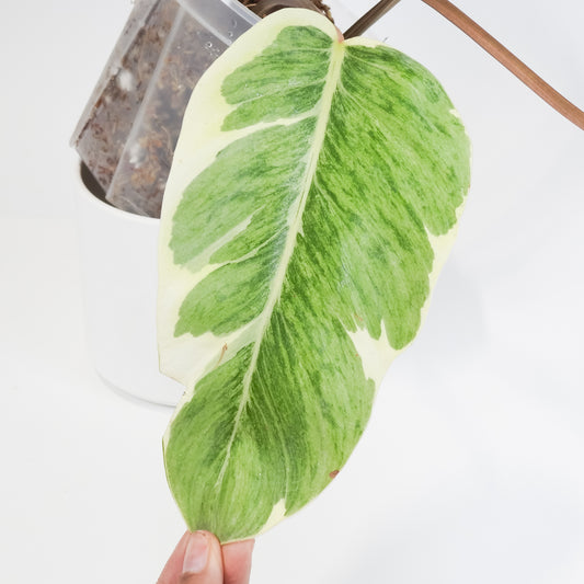 Philodendron 'Shady Lady' (3805)