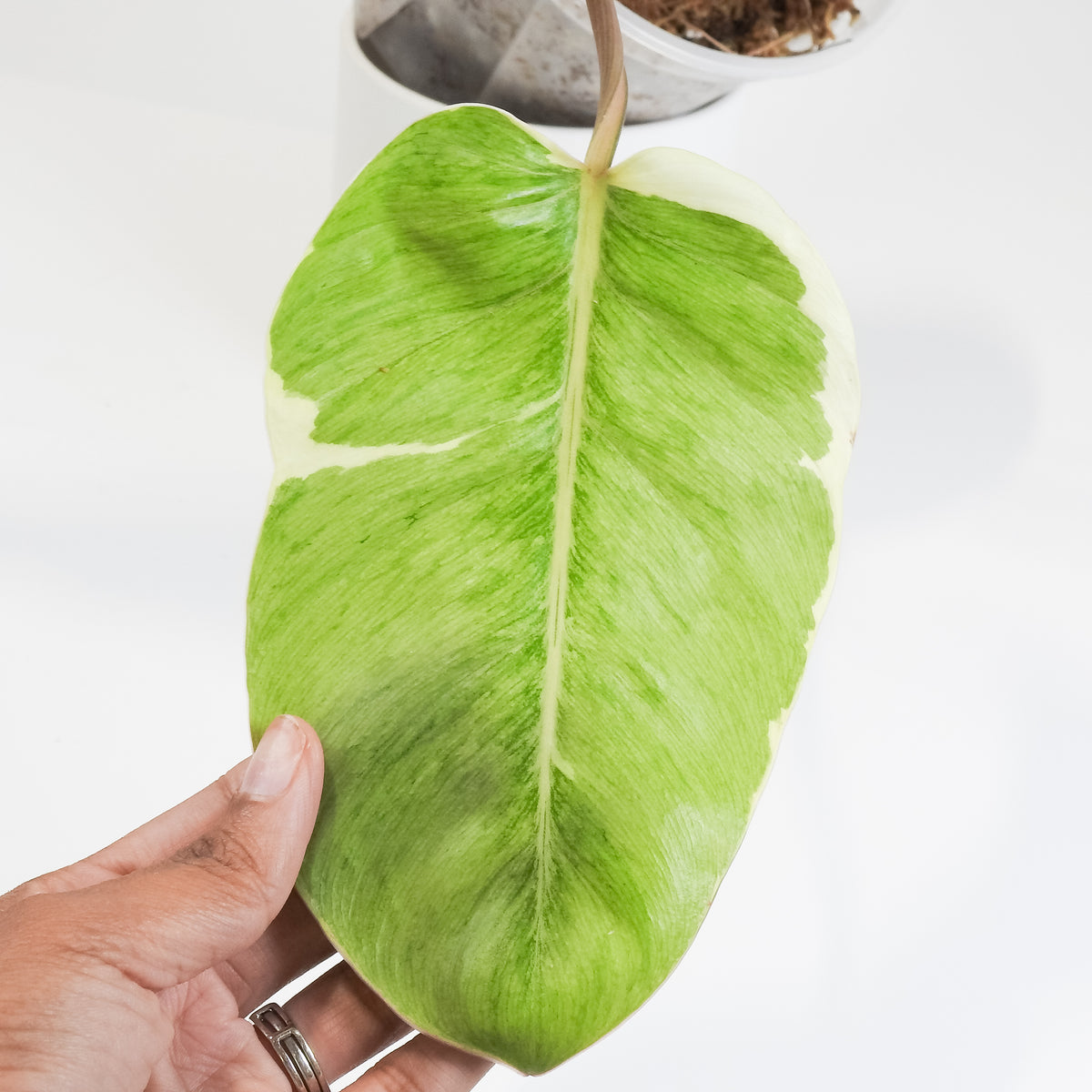 Philodendron 'Shady Lady' (3805)