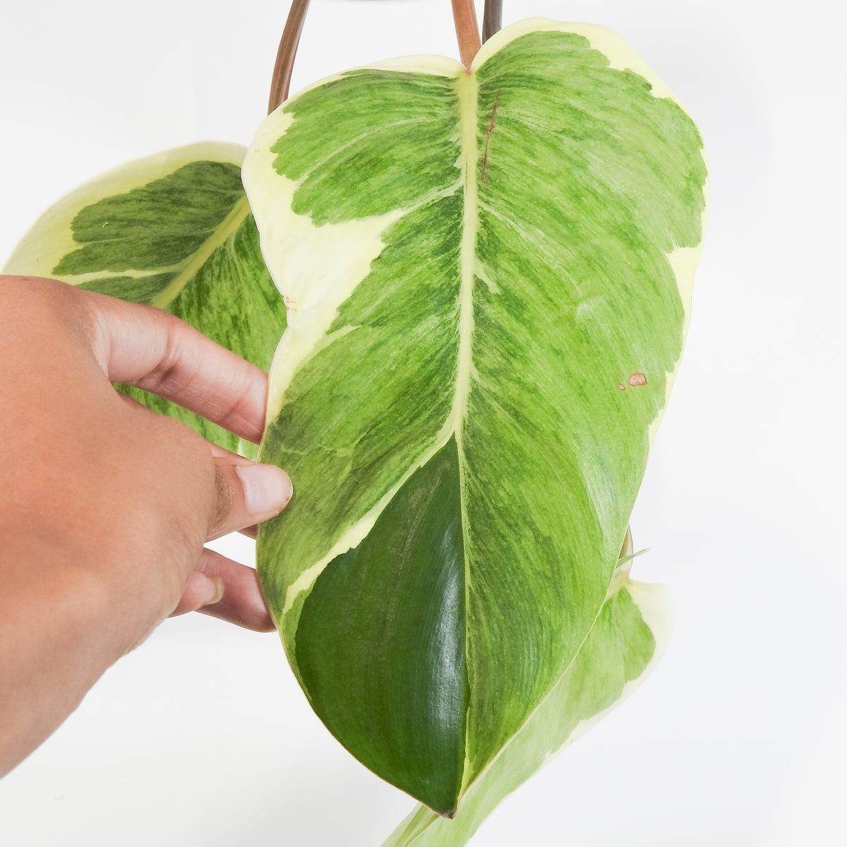 Philodendron 'Shady Lady' (3805)