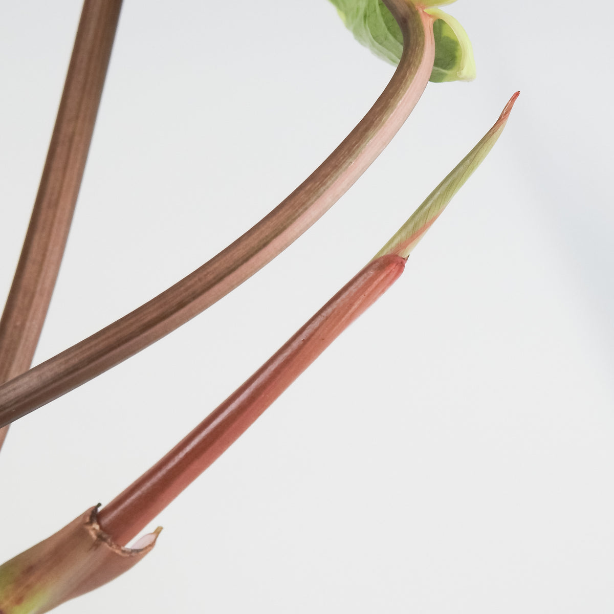 Philodendron 'Shady Lady' (3805)