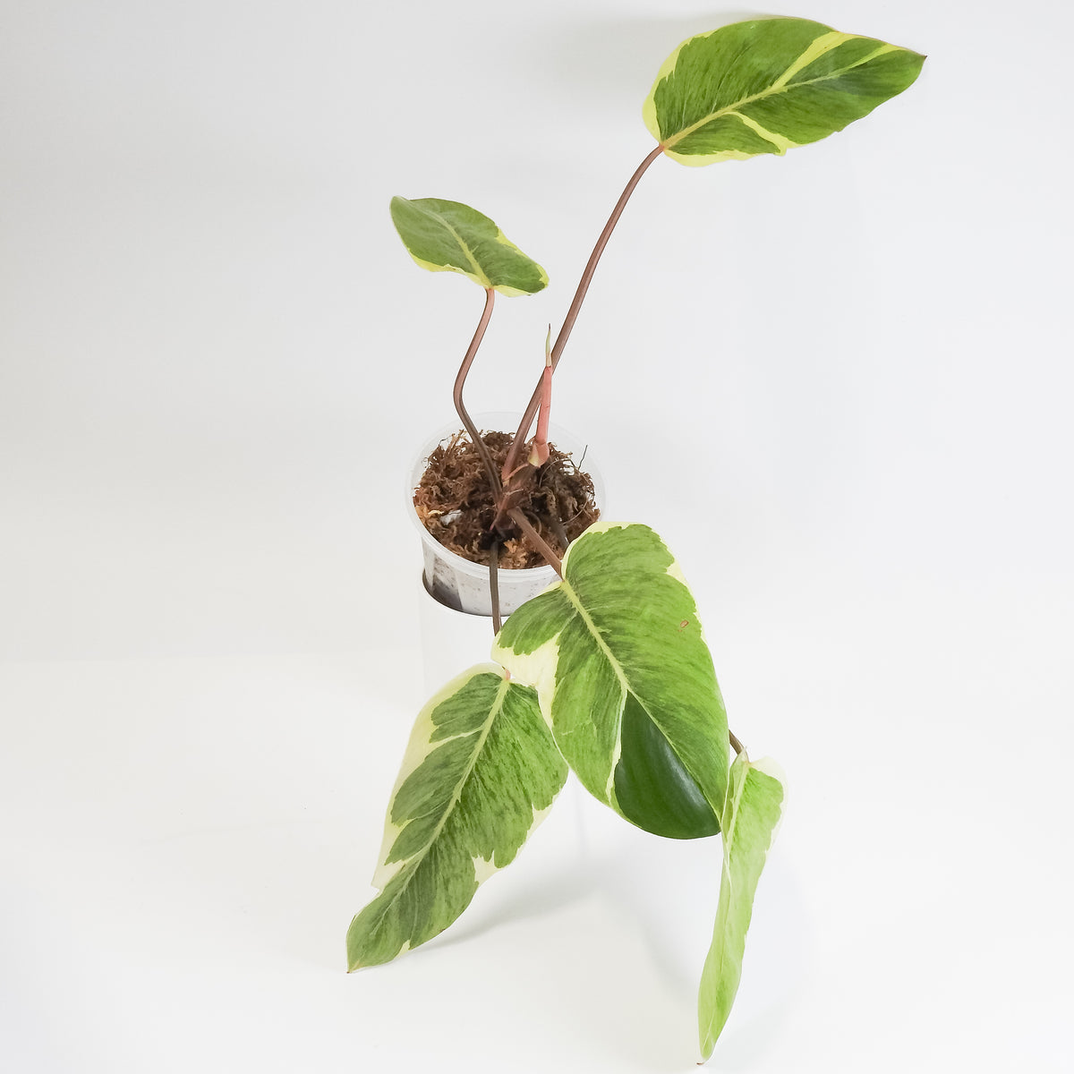 Philodendron 'Shady Lady' (3805)