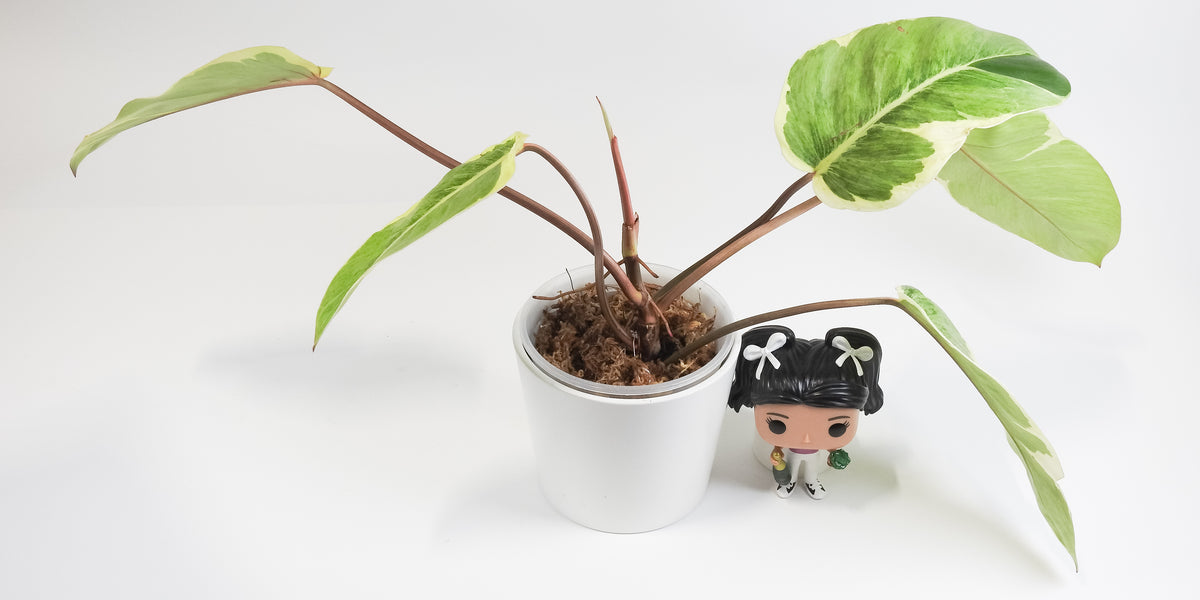 Philodendron 'Shady Lady' (3805)