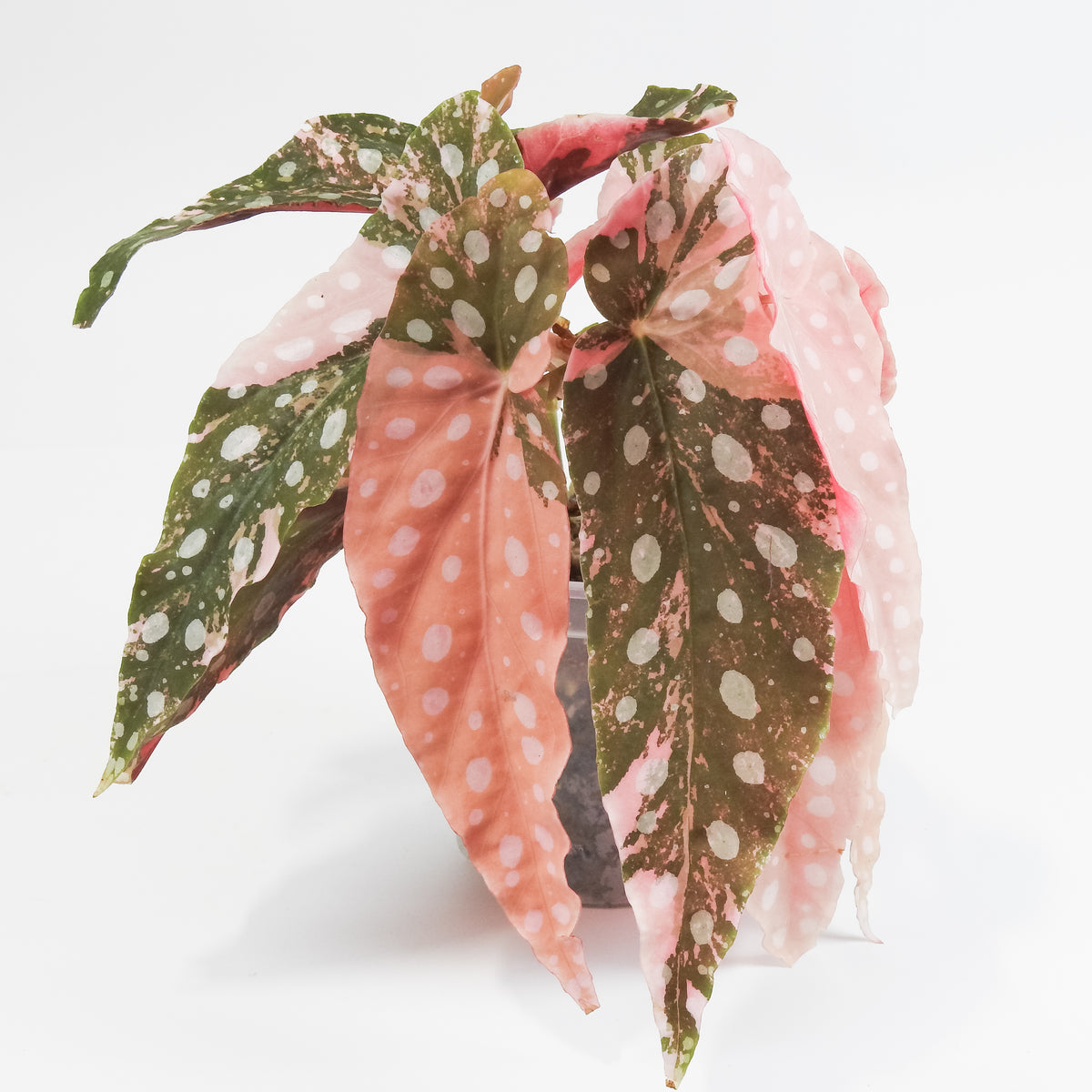 Begonia 'Maculata' Pink Variegated *two growth points* (3804)
