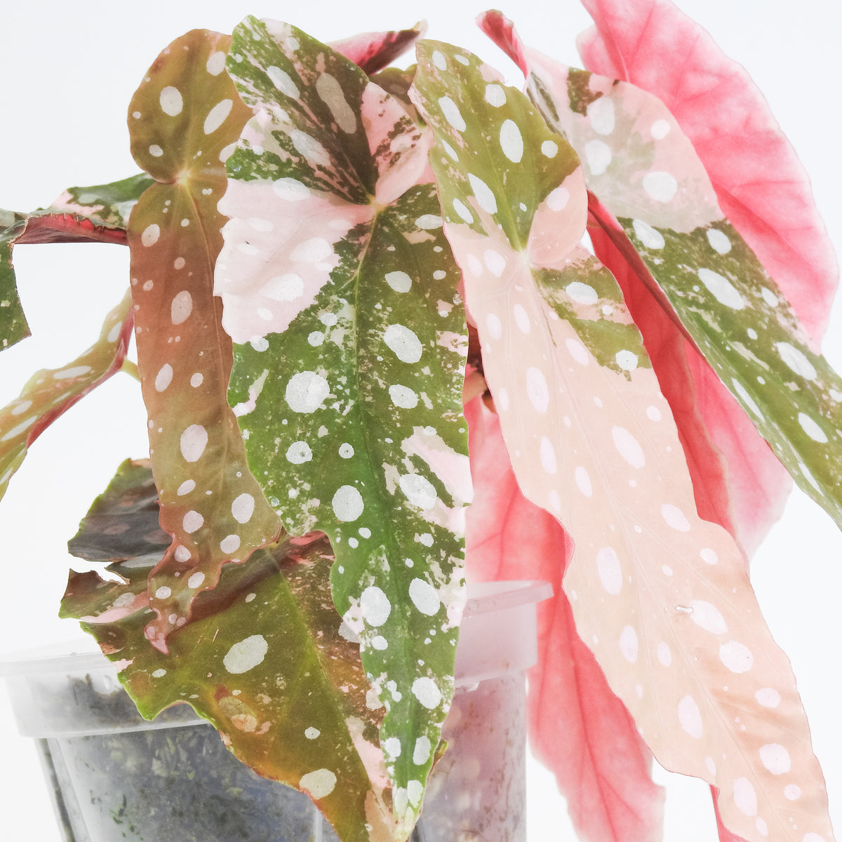 Begonia 'Maculata' Pink Variegated *two growth points* (3804)