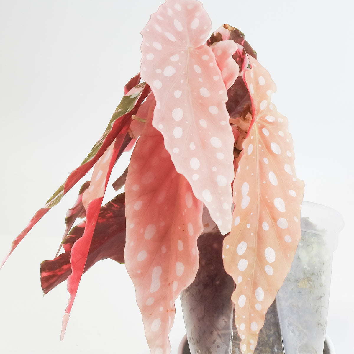 Begonia 'Maculata' Pink Variegated *two growth points* (3804)