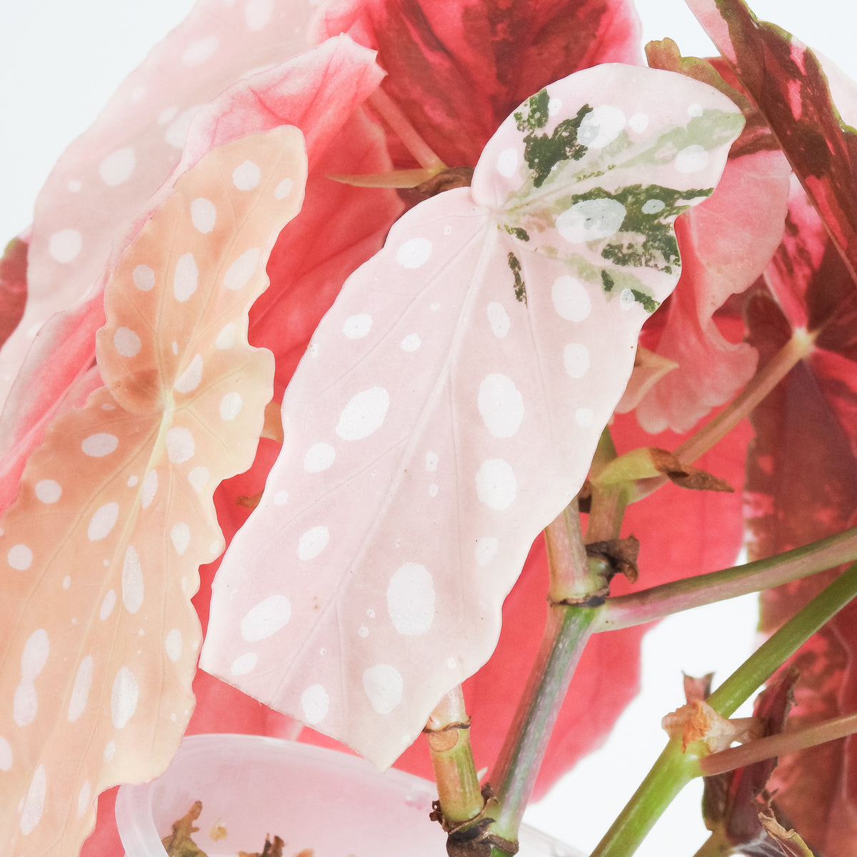 Begonia 'Maculata' Pink Variegated *two growth points* (3804)