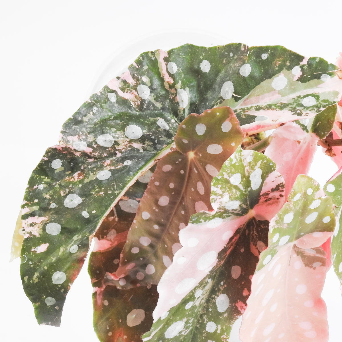 Begonia 'Maculata' Pink Variegated *two growth points* (3804)