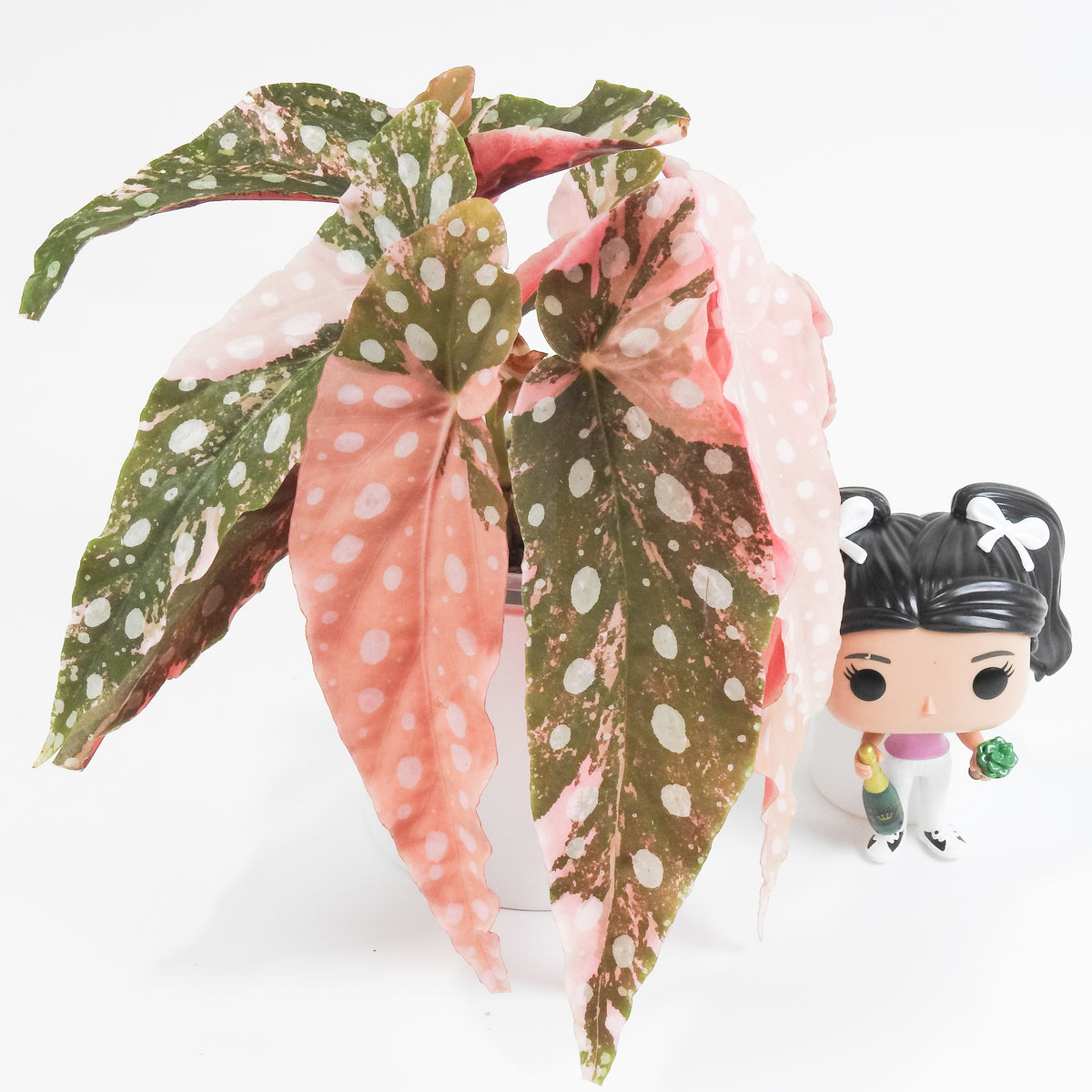 Begonia 'Maculata' Pink Variegated *two growth points* (3804)