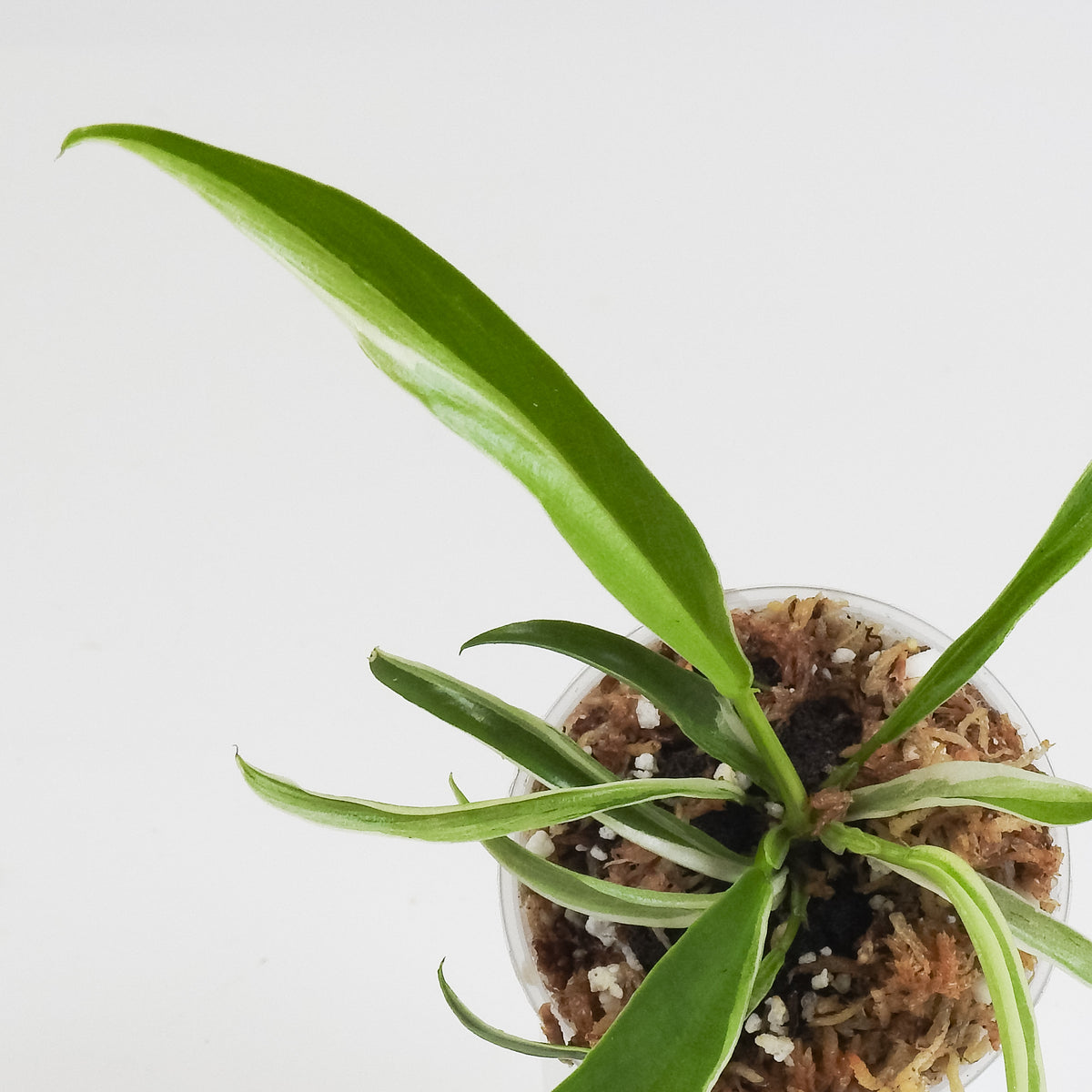 Philodendron 'Tortum' Albo Variegated (3800)