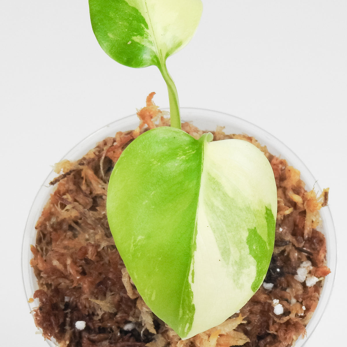 Monstera Deliciosa Pom Pom (3803)