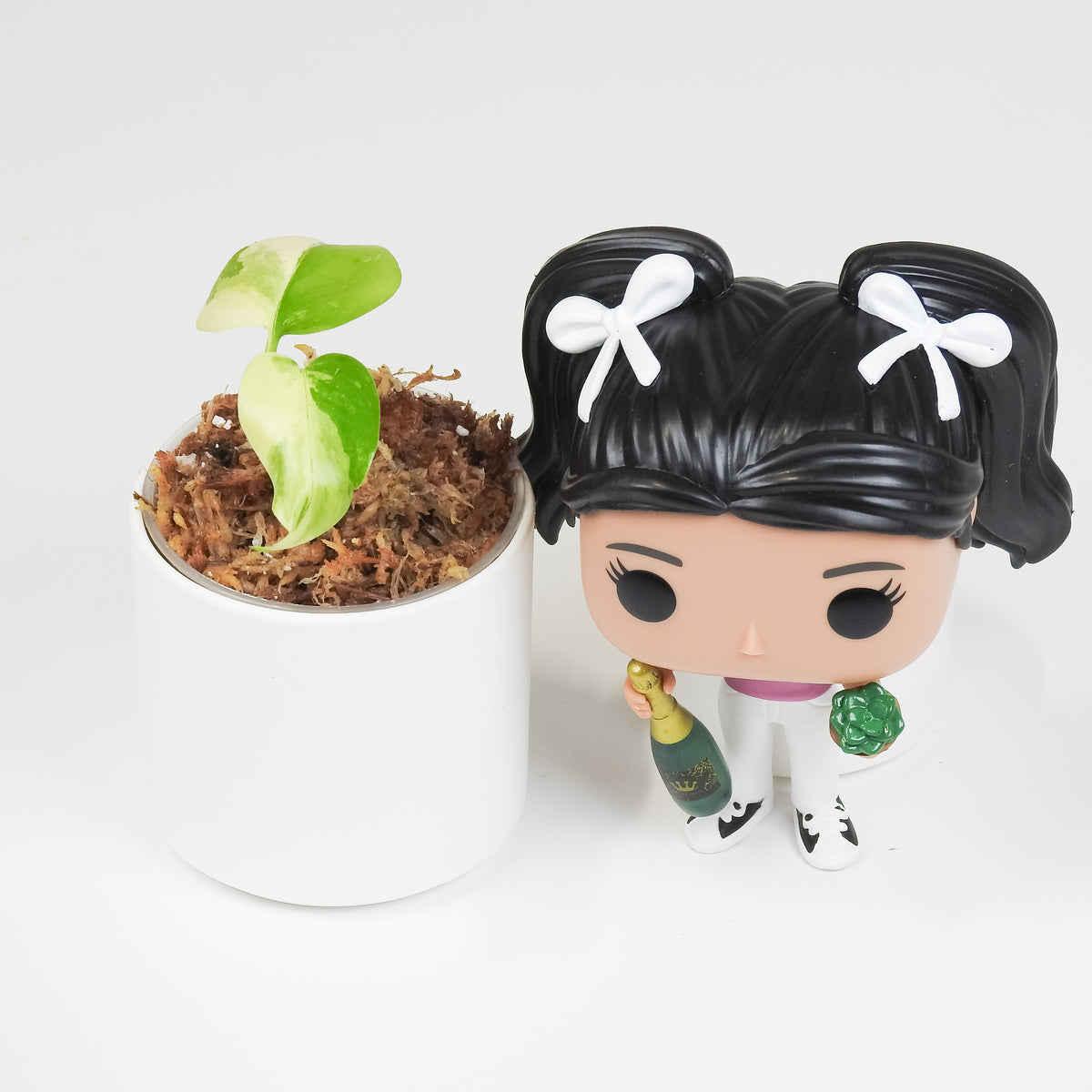 Monstera Deliciosa Pom Pom (3803)