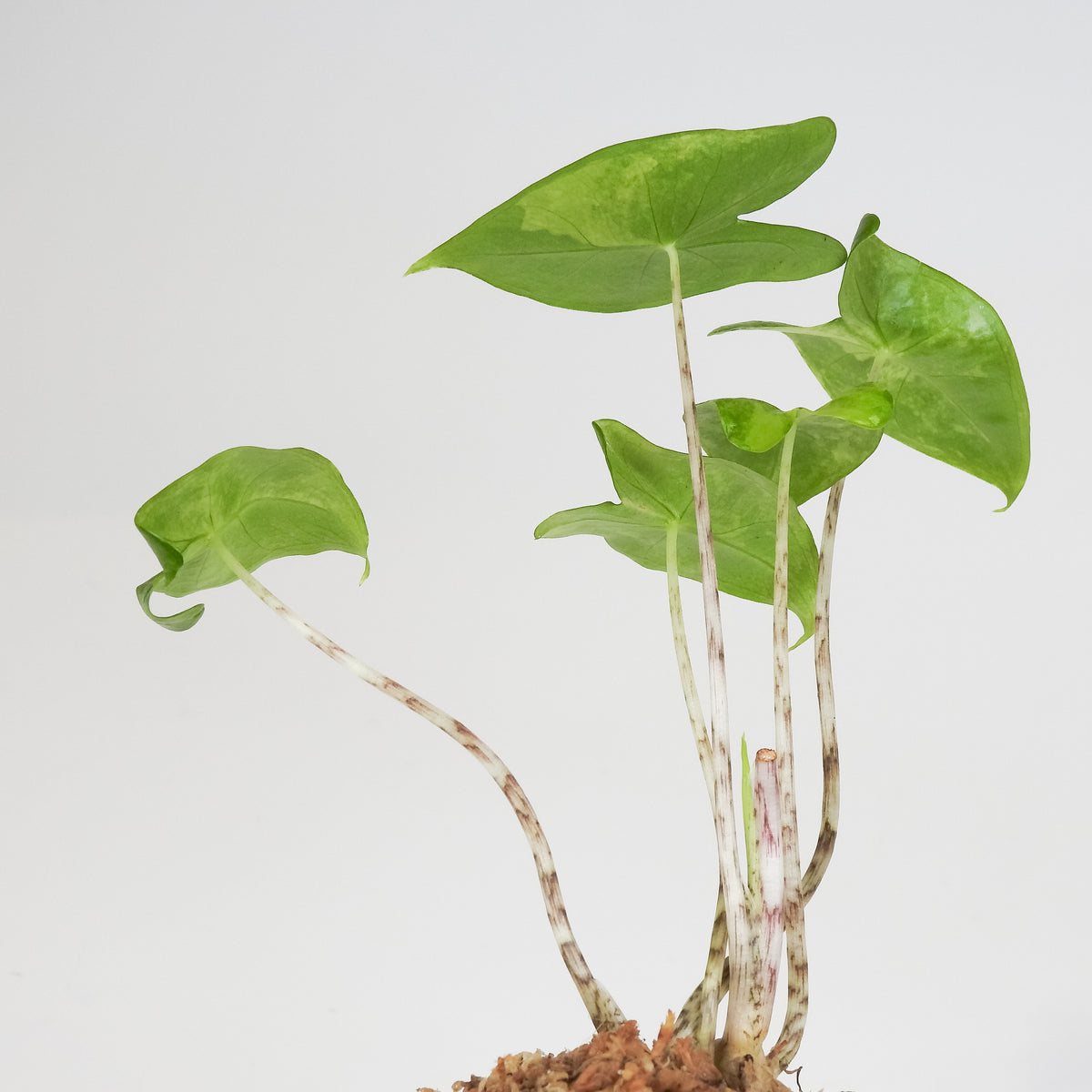 Alocasia 'Zebrina' Aurea (3808)