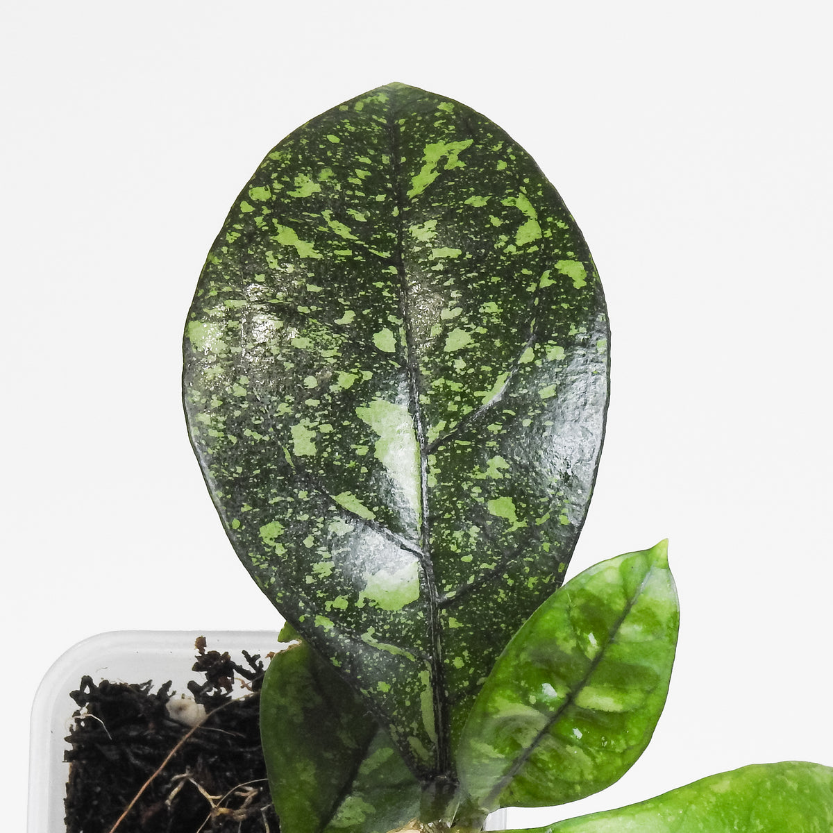 Hoya 'Crassipetiolata' Super Splash (3806)