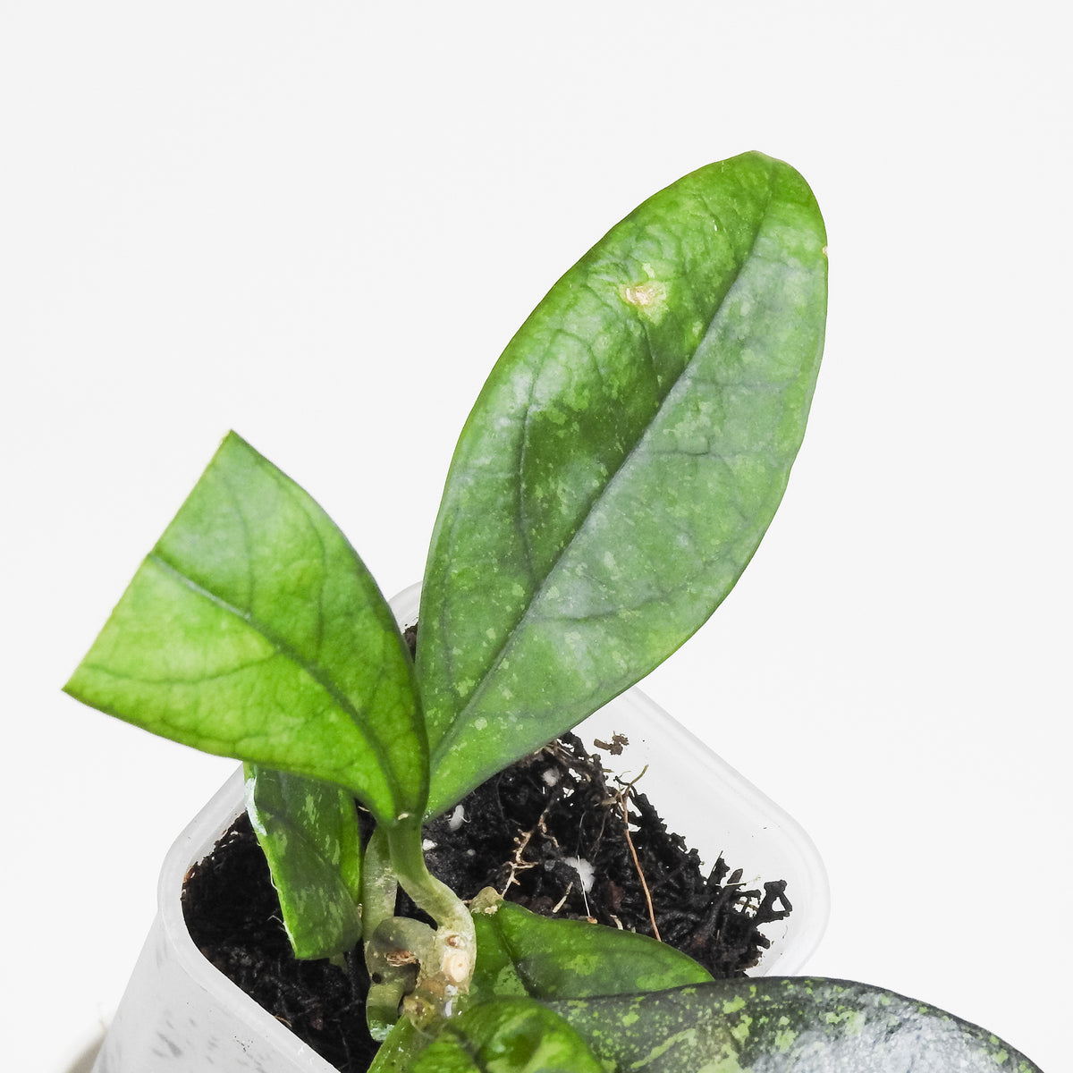 Hoya 'Crassipetiolata' Super Splash (3806)
