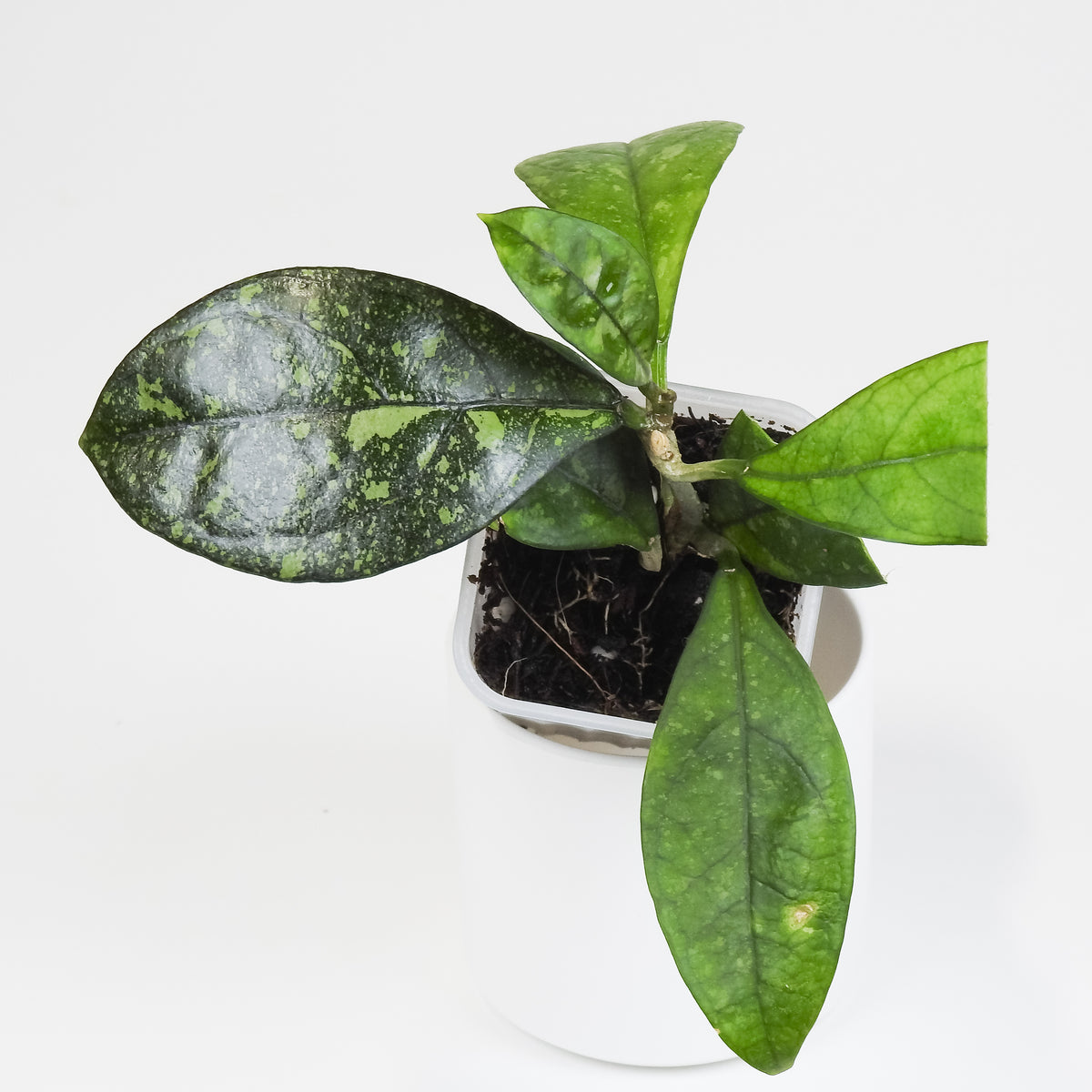 Hoya 'Crassipetiolata' Super Splash (3806)