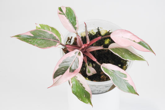 Philodendron Pink Princess Mutation (3807)