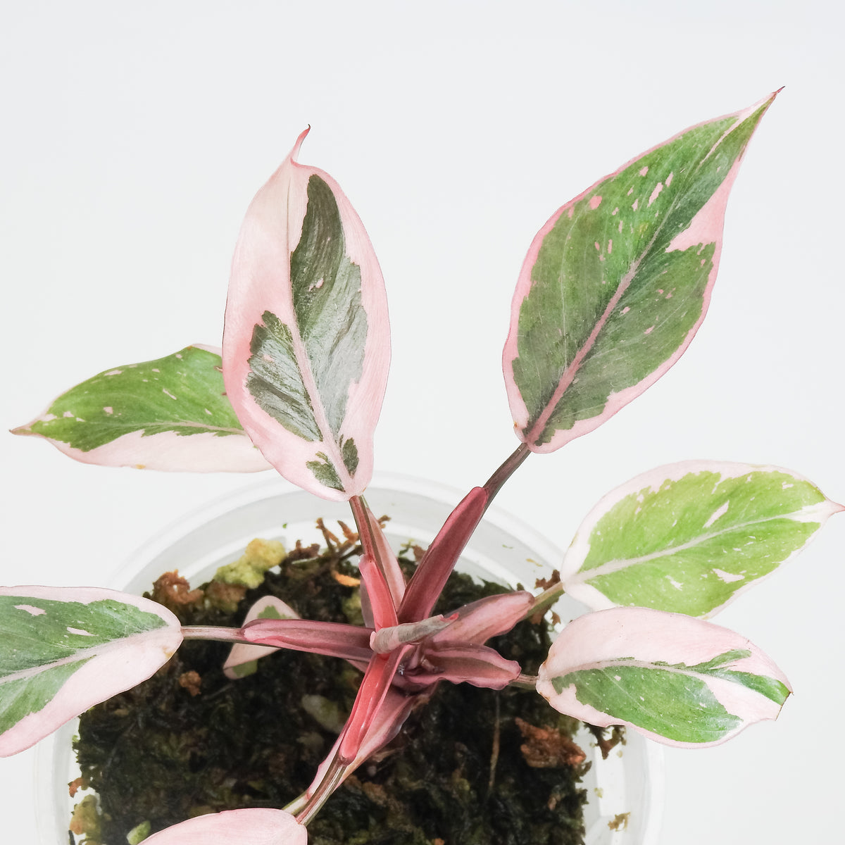 Philodendron Pink Princess Mutation (3807)