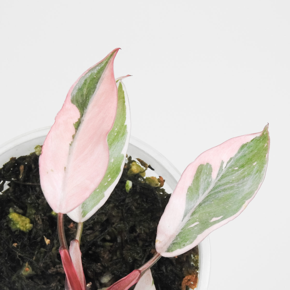 Philodendron Pink Princess Mutation (3807)