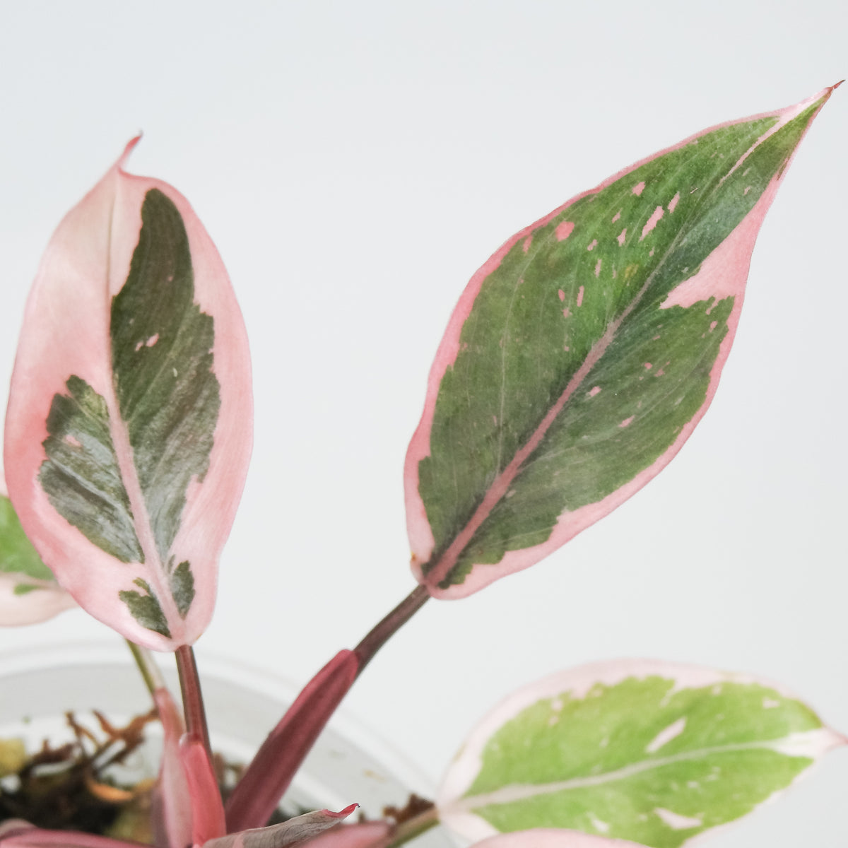Philodendron Pink Princess Mutation (3807)