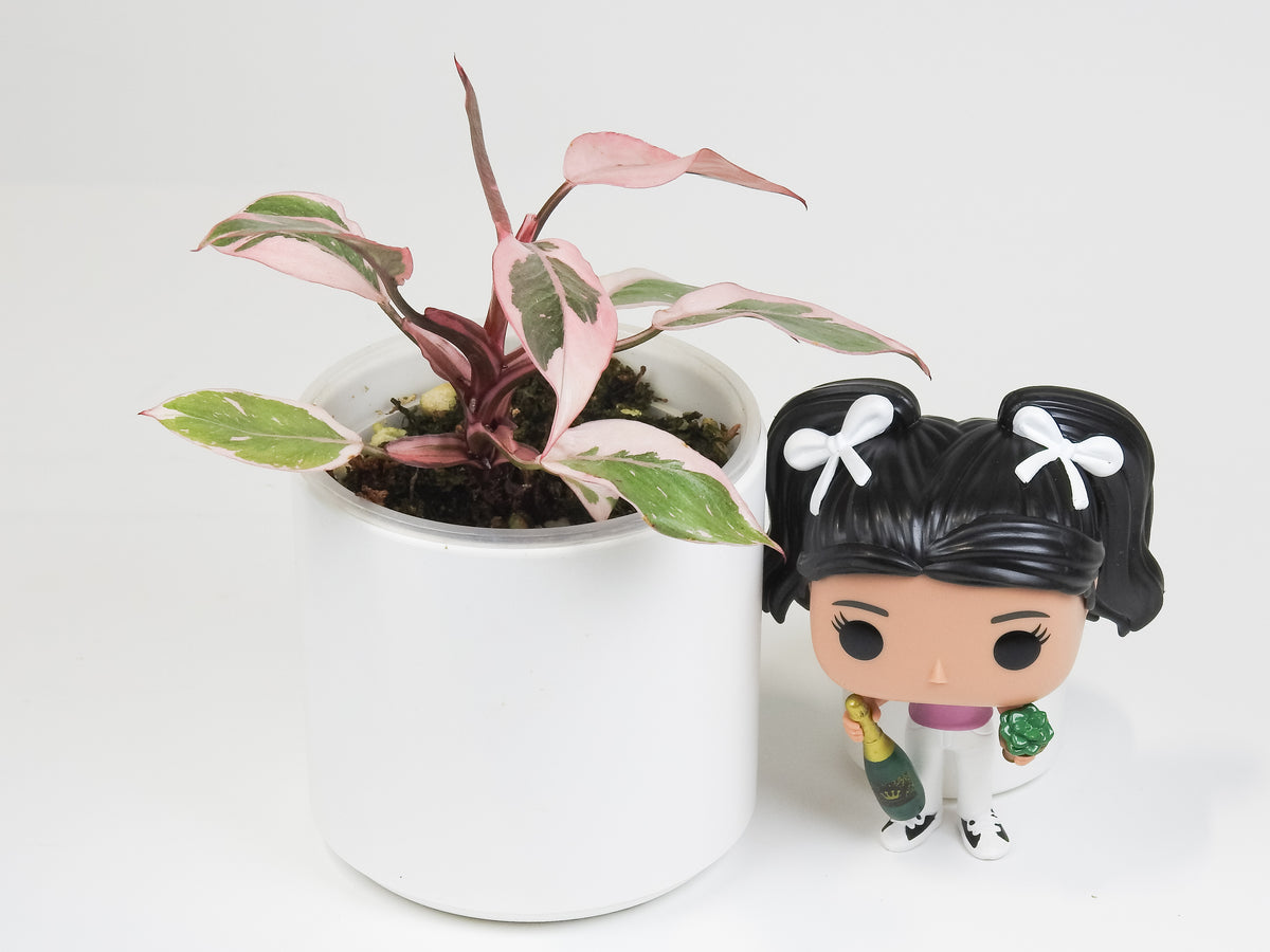 Philodendron Pink Princess Mutation (3807)