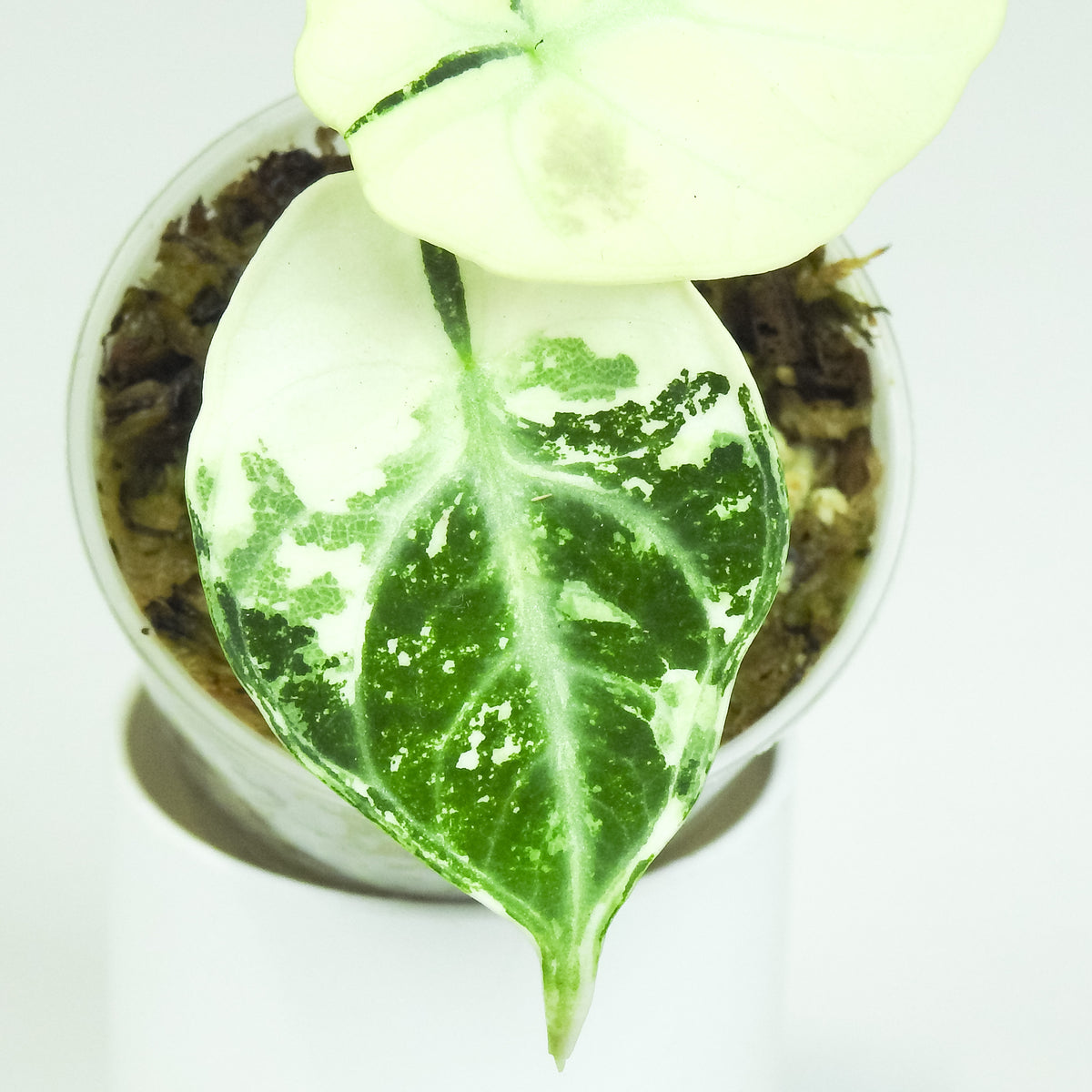 Alocasia 'Black Velvet' Ninja Albo (3809)