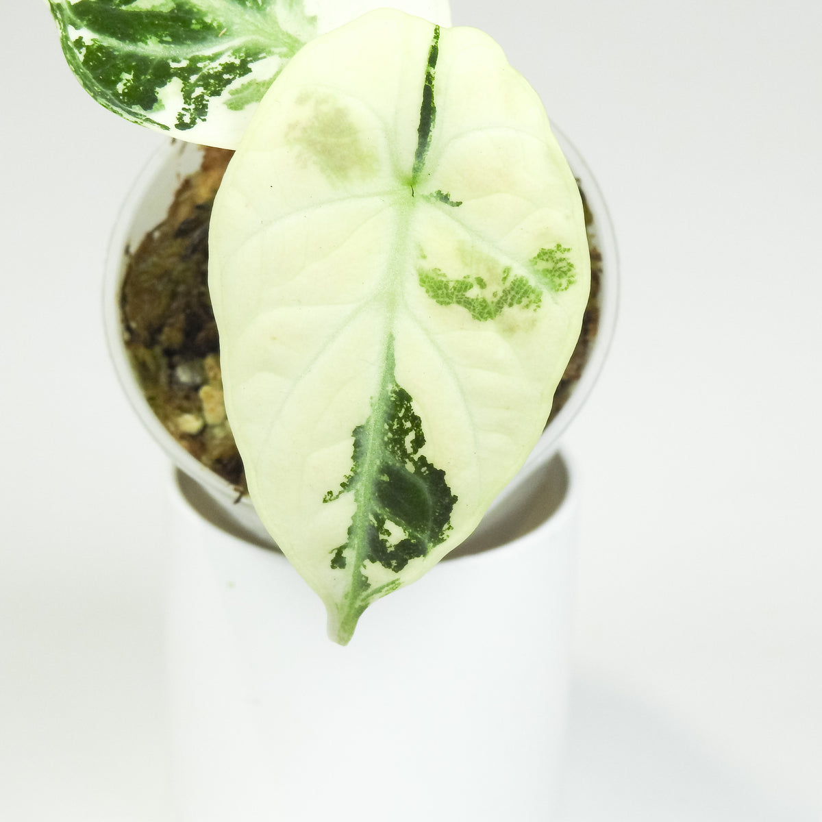 Alocasia 'Black Velvet' Ninja Albo (3809)