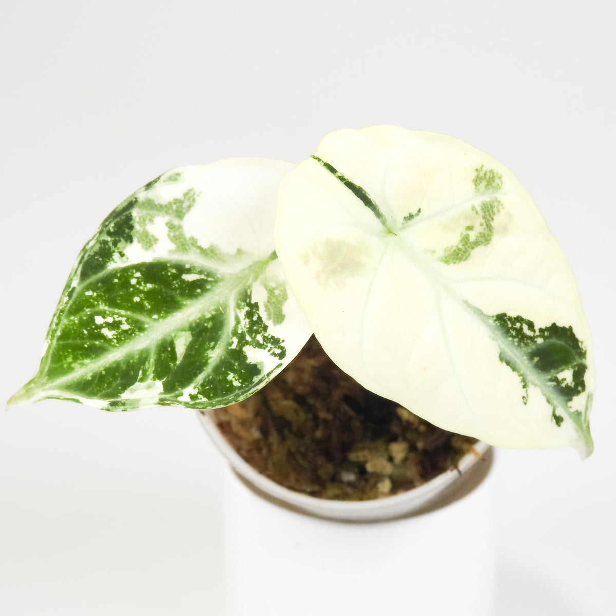 Alocasia 'Black Velvet' Ninja Albo (3809)