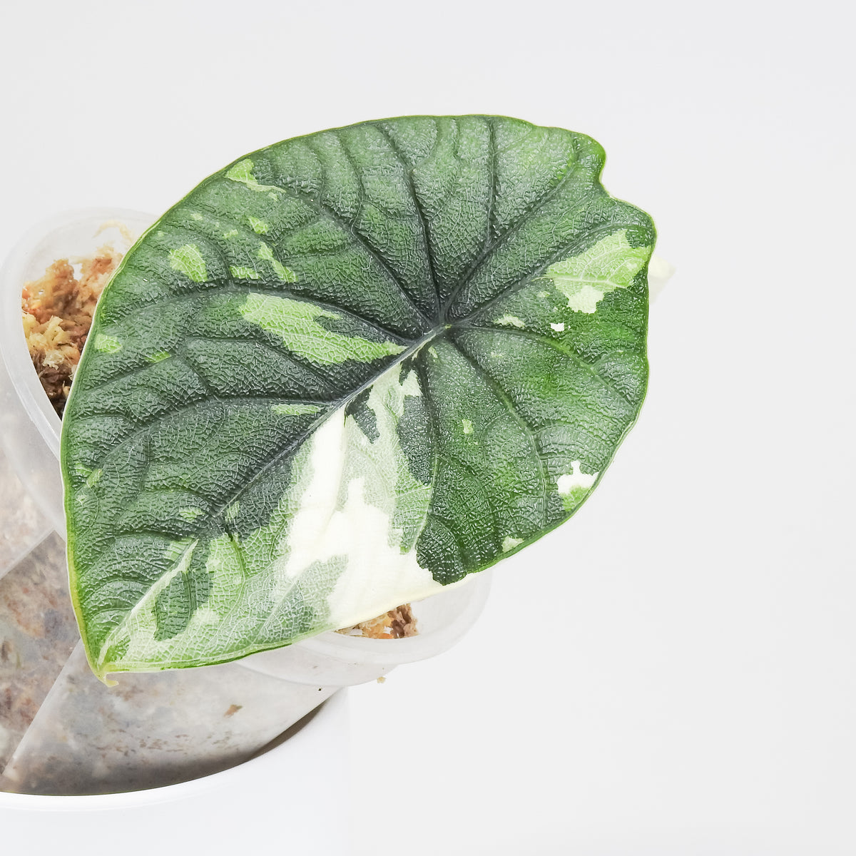 Alocasia 'Melo' Albo Variegated (3812)