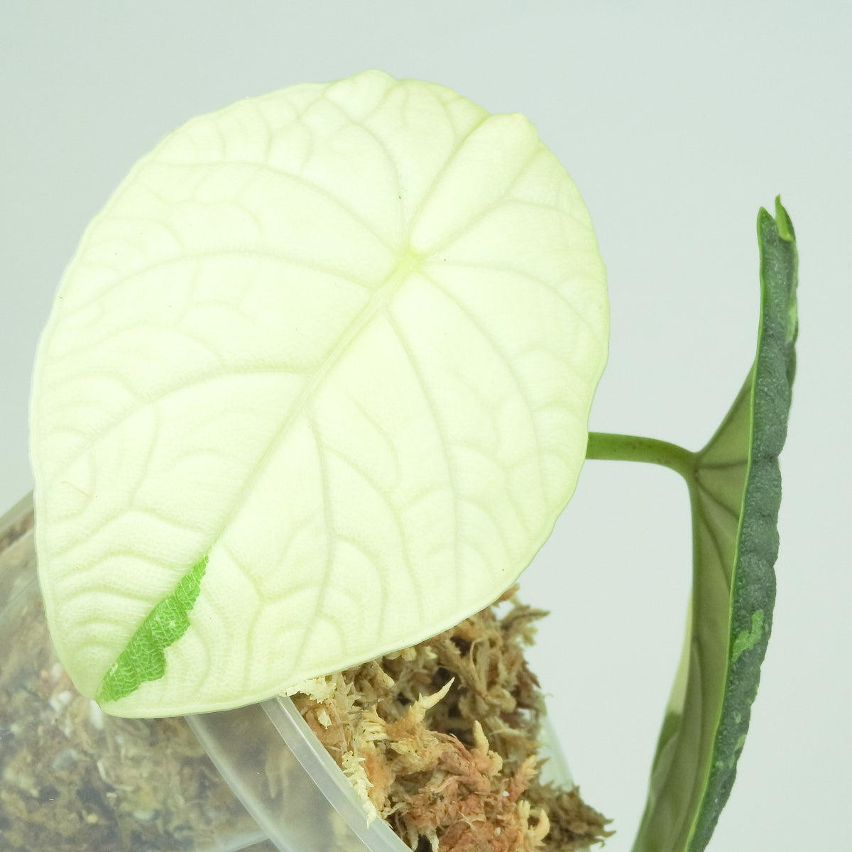 Alocasia 'Melo' Albo Variegated (3812)