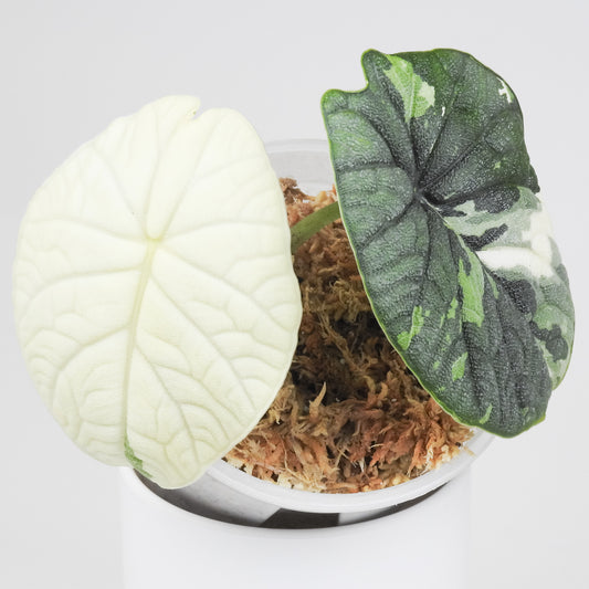 Alocasia 'Melo' Albo Variegated (3812)
