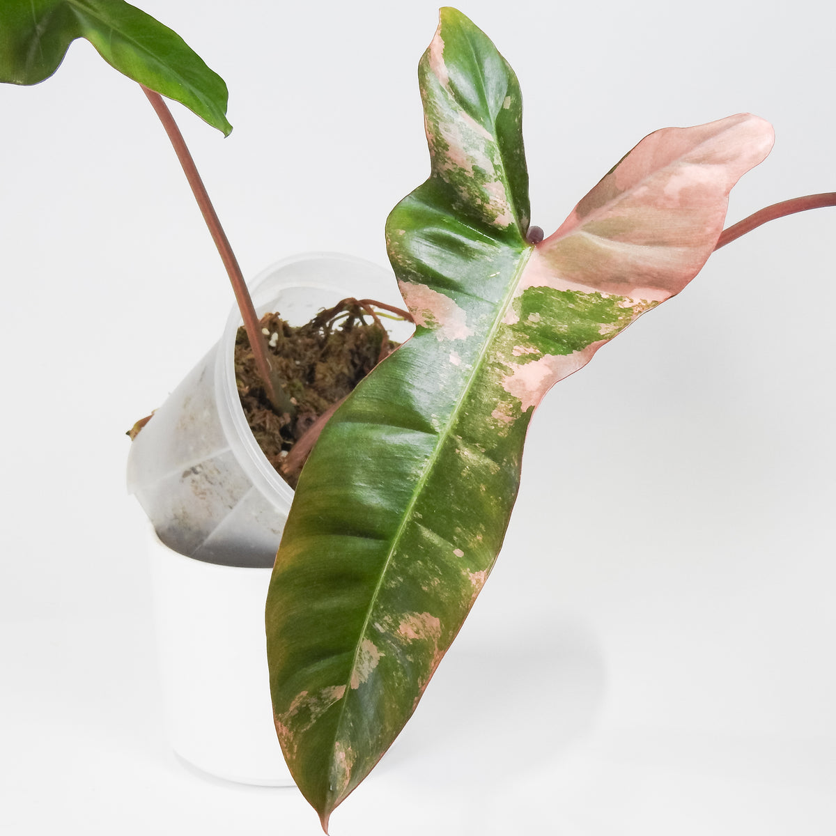 Philodendron 'Jennifer' (Florida Beauty x Billietiae) (3810)