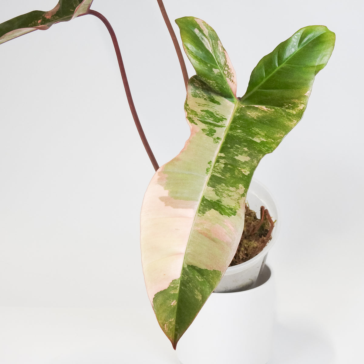 Philodendron 'Jennifer' (Florida Beauty x Billietiae) (3810)