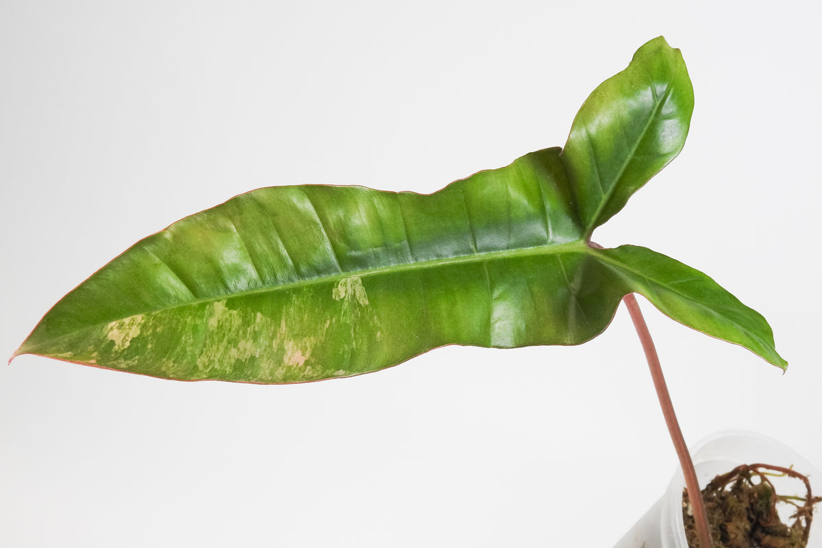 Philodendron 'Jennifer' (Florida Beauty x Billietiae) (3810)
