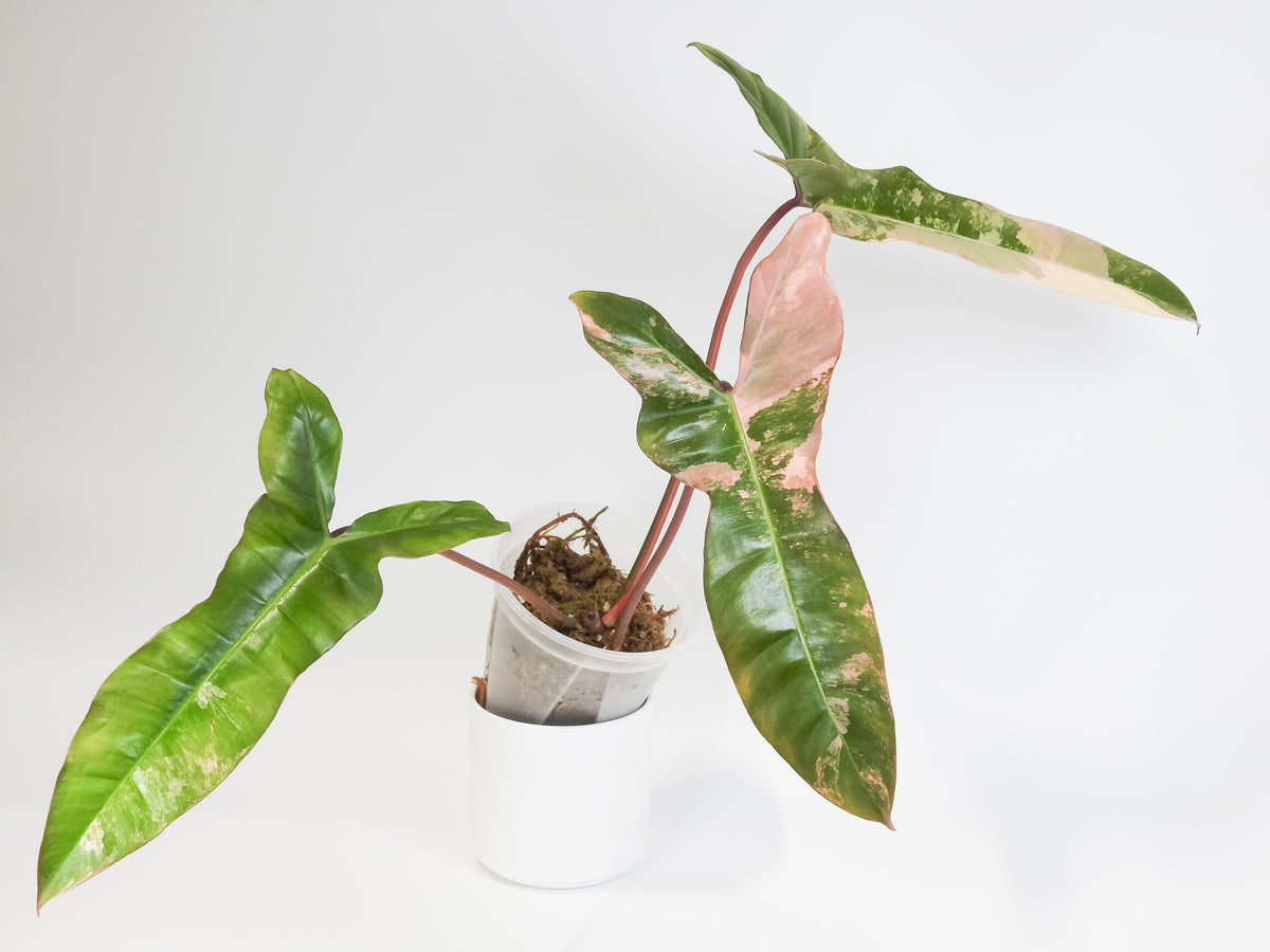 Philodendron 'Jennifer' (Florida Beauty x Billietiae) (3810)