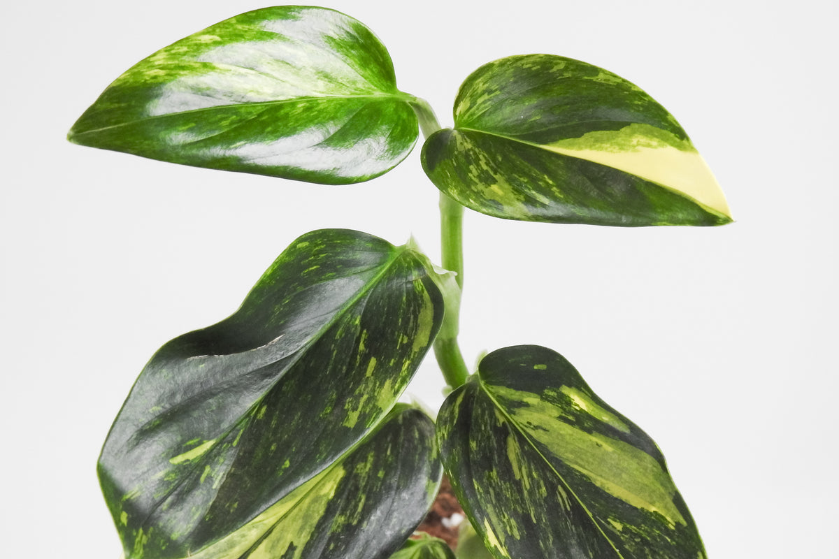 Monstera 'Standleyana' Aurea (3811)