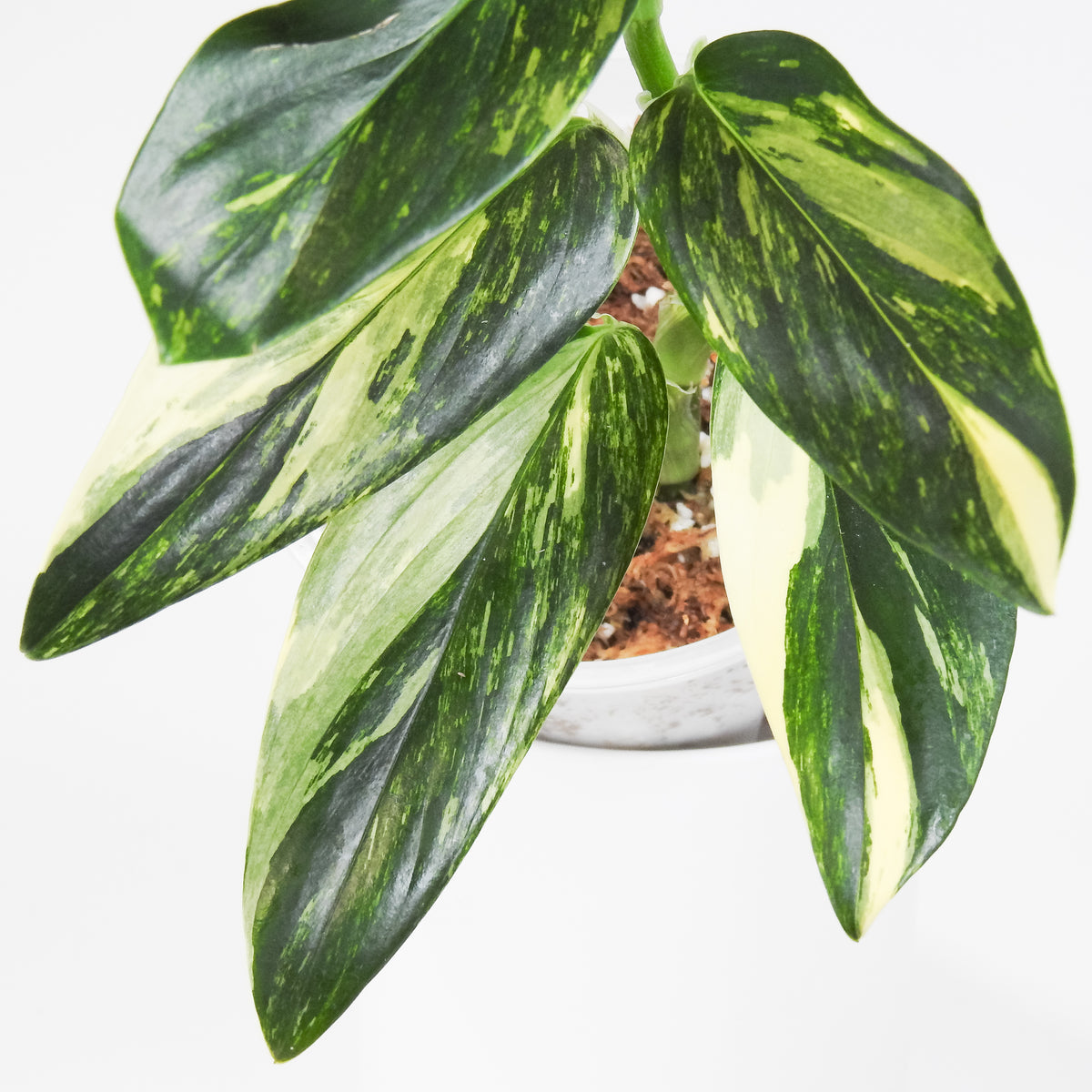 Monstera 'Standleyana' Aurea (3811)