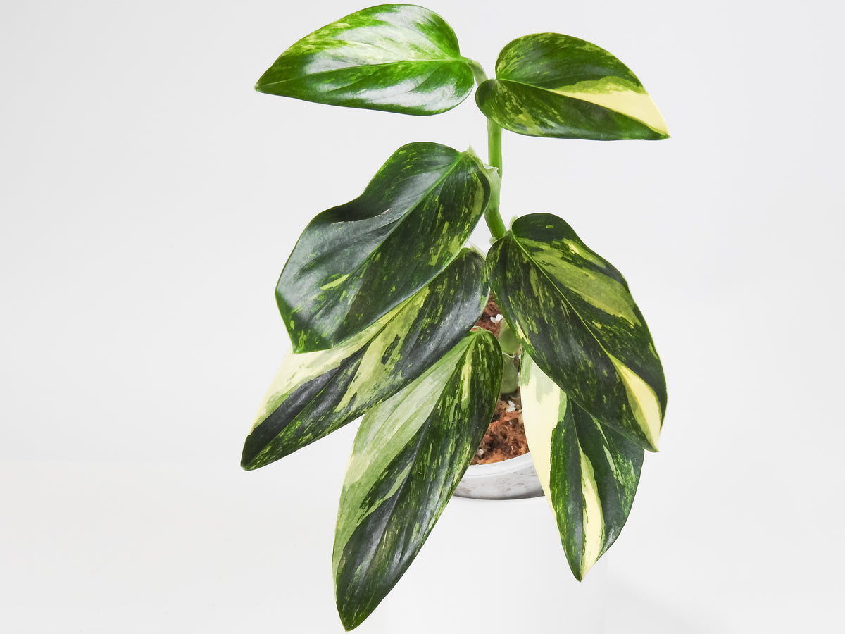Monstera 'Standleyana' Aurea (3811)