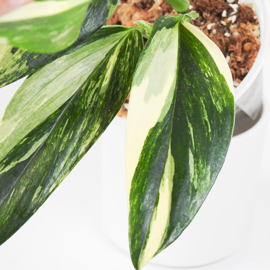 Monstera 'Standleyana' Aurea (3811)
