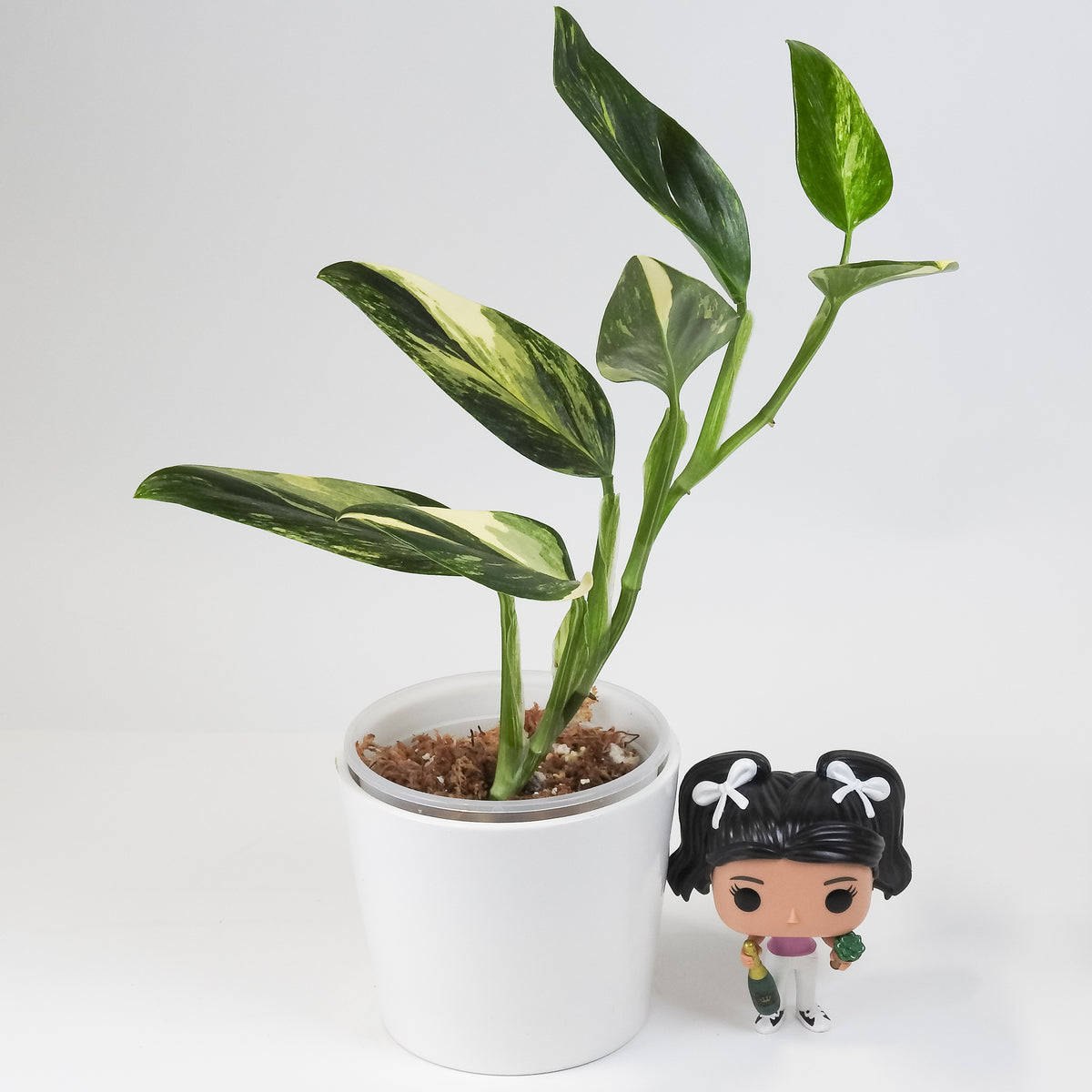 Monstera 'Standleyana' Aurea (3811)