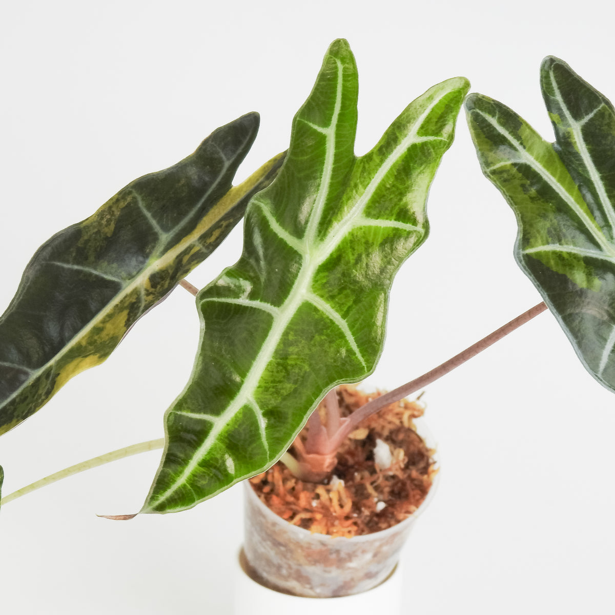 Alocasia 'Sanderiana' Aurea (3814)