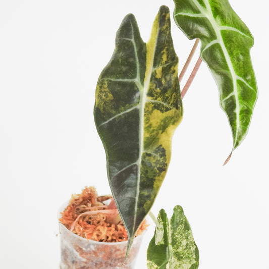 Alocasia 'Sanderiana' Aurea (3814)