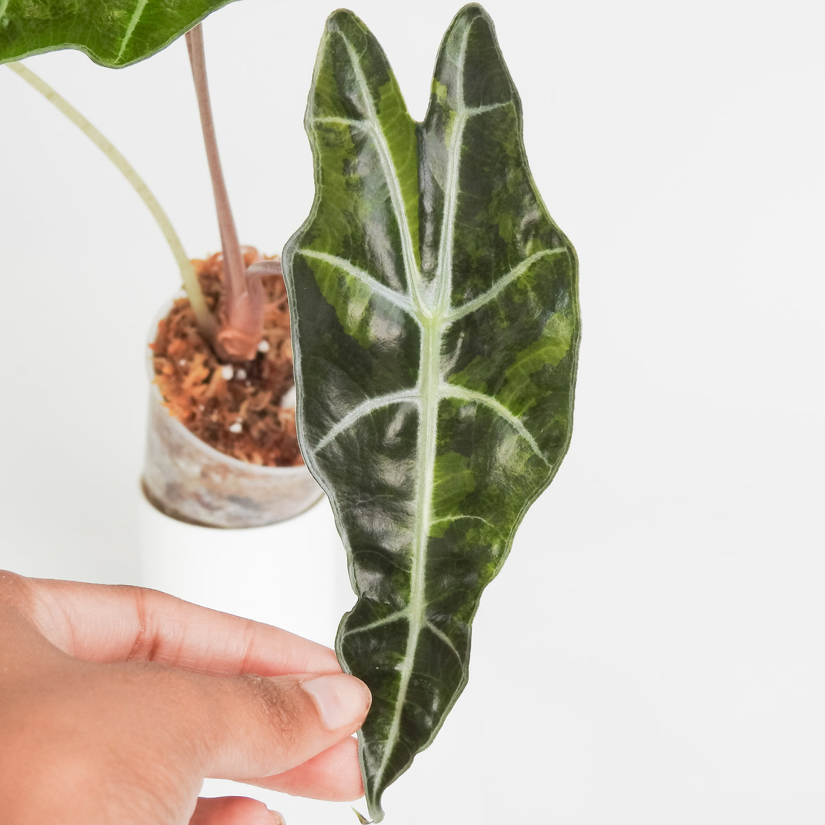 Alocasia 'Sanderiana' Aurea (3814)