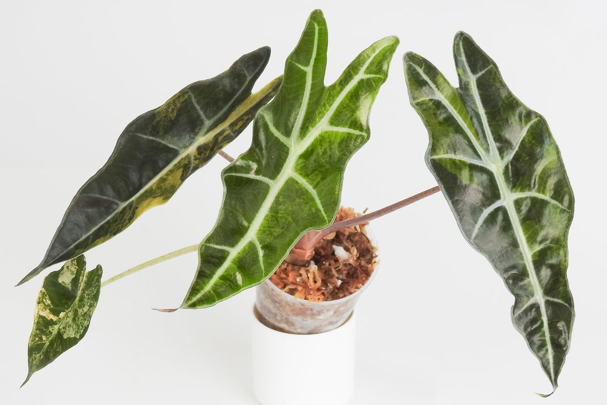 Alocasia 'Sanderiana' Aurea (3814)