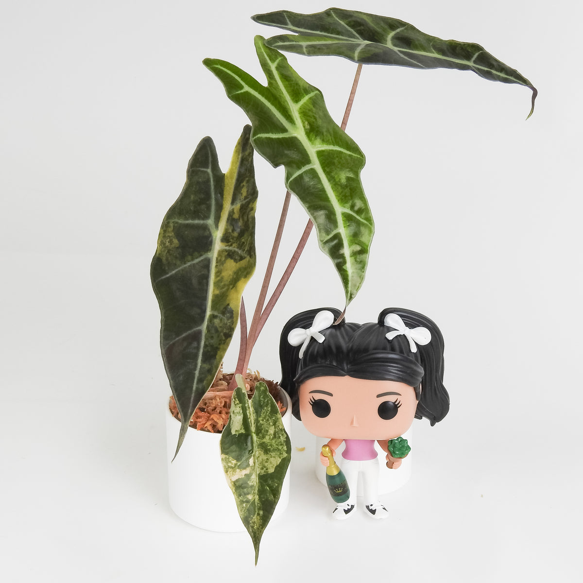 Alocasia 'Sanderiana' Aurea (3814)
